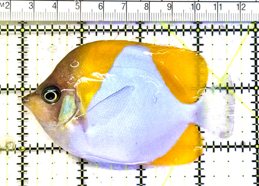 Pyramid Diamond Butterflyfish PDB070603 WYSIWYG Size: M 3.5" approx