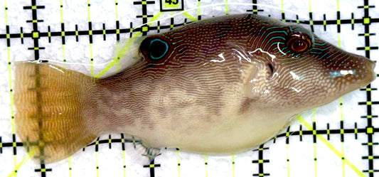 Sharpnose Toby Pufferfish STP072301 WYSIWYG Size: M 3.25"