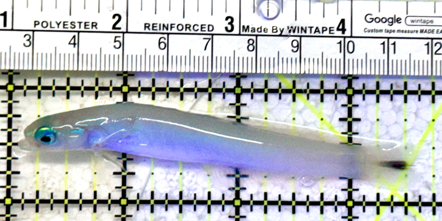Blue Gudgeon Dartfish Goby BGDG070601 WYSIWYG Size: XXL 3.5"