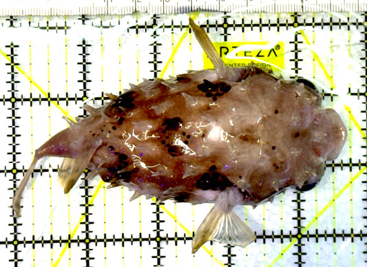 Hard Shell Porcupine Pufferfish HSPP062701 WYSIWYG Size: L 5" approx