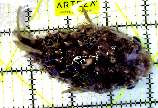 Hard Shell Porcupine Pufferfish HSPP062702 WYSIWYG Size: M 4" approx