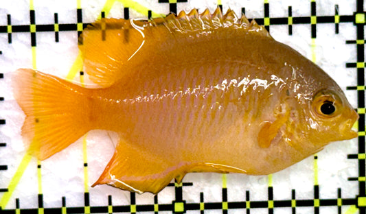 Lemon Damselfish LD072301 WYSIWYG Size: XL 1.75"