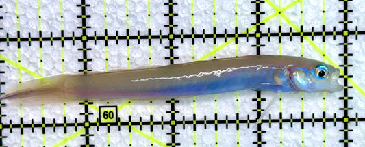 Filamented Hana Dartfish FHD072301 WYSIWYG Size: 4"