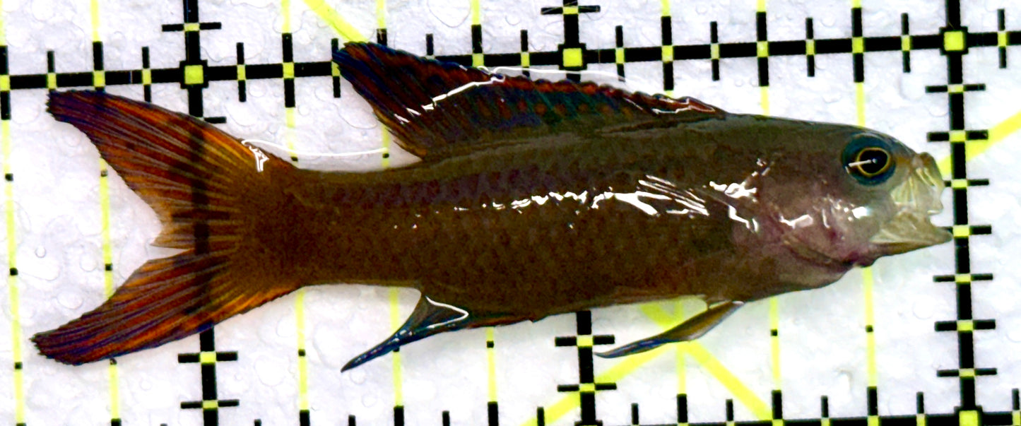 Randall's Assessor Basslet RAB072302 WYSIWYG Size: 2.5"