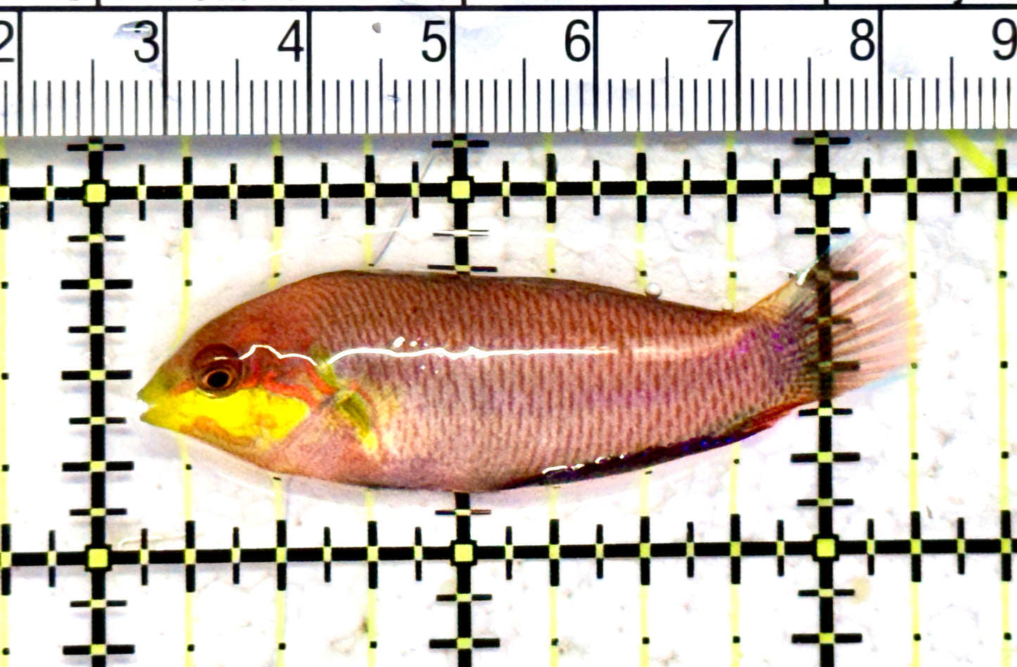 Moyer's Leopard Wrasse MLW070601 WYSIWYG Size: ML 2.25" approx