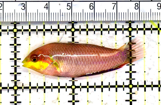 Moyer's Leopard Wrasse MLW070601 WYSIWYG Size: ML 2.25" approx