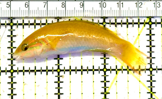 Yellow Banana Wrasse YBW070601 WYSIWYG Size: S 3" approx