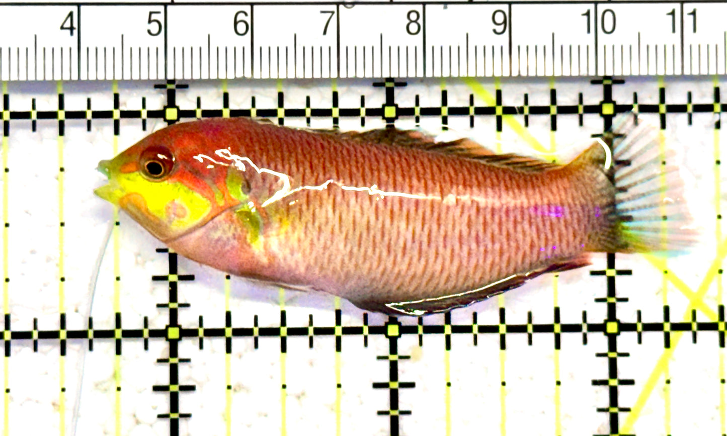 Moyer's Leopard Wrasse MLW070602 WYSIWYG Size: ML 2.5" approx