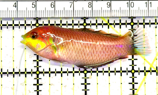 Moyer's Leopard Wrasse MLW070602 WYSIWYG Size: L 2.75" approx
