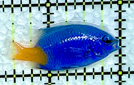Yellowtail Damselfish YD072301 WYSIWYG Size: 1.5"