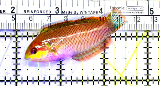 Moyer's Leopard Wrasse MLW070603 WYSIWYG Size: ML 2.5" approx