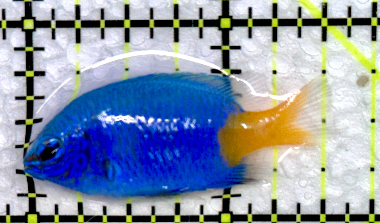 Yellowtail Damselfish YD072301 WYSIWYG Size: 1.5"