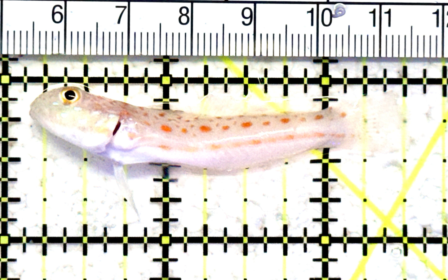 Diamond Watchman Goby DWG070601 WYSIWYG Size: M 2.25" approx