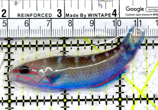 Lunare Wrasse LW070602 WYSIWYG Size: M 2.5"