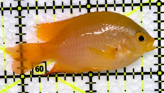 Lemon Damselfish LD072302 WYSIWYG Size: XL 2"