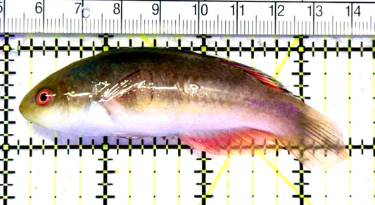 Scott's Fairy Wrasse  SFW070601 WYSIWYG Size: ML 3.5" approx