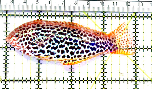 Meleagris Leopard Wrasse MLW070601 WYSIWYG Size: XL  4" approx