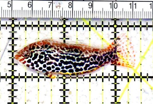 Meleagris Leopard Wrasse MLW070602 WYSIWYG Size: M 2.5" approx