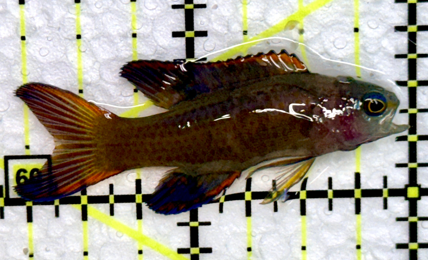 Randall's Assessor Basslet RAB072301 WYSIWYG Size: 2.75"