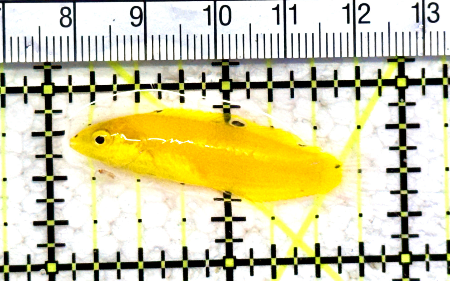 Yellow Coris Wrasse YCW070602 WYSIWYG Size: S 1.75" approx