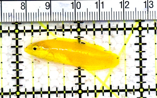 Yellow Coris Wrasse YCW070602 WYSIWYG Size: S 1.75" approx