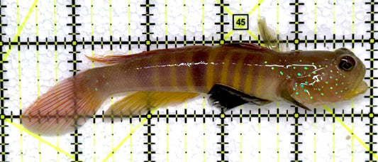 Bluespotted Watchman Goby BWG072301 WYSIWYG Size: L 4.75"