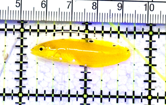 Yellow Coris Wrasse YCW070602 WYSIWYG Size: S 1.75" approx