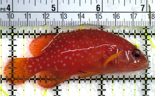 Miniatus Grouper MG062501 WYSIWYG Size: M 3.25"approx