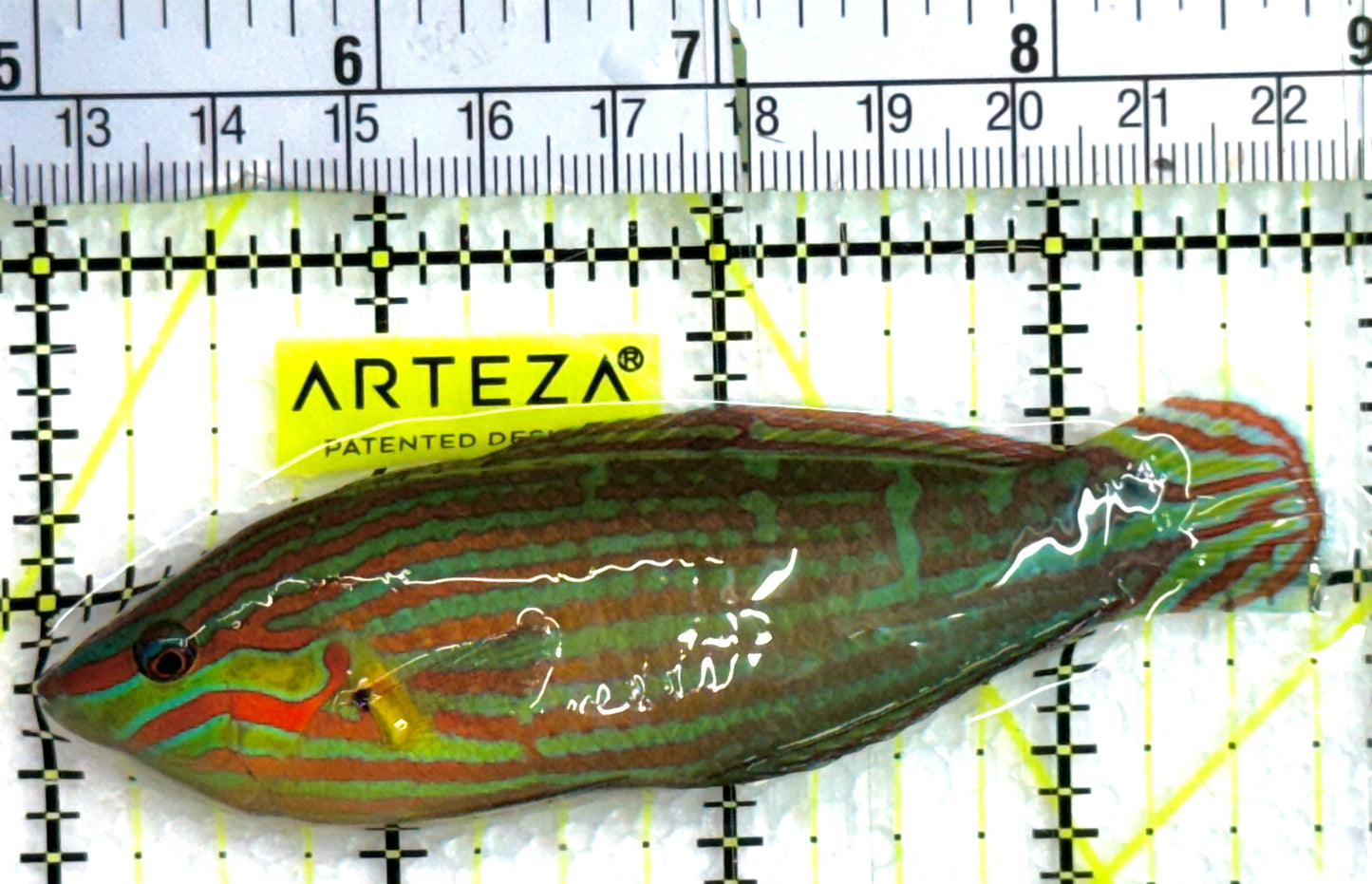 Melanurus Wrasse MW062501 WYSIWYG Size: XL 3.75" approx