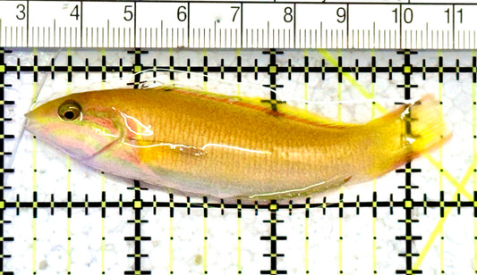Yellow Banana Wrasse YBW070602 WYSIWYG Size: M 3.25" approx