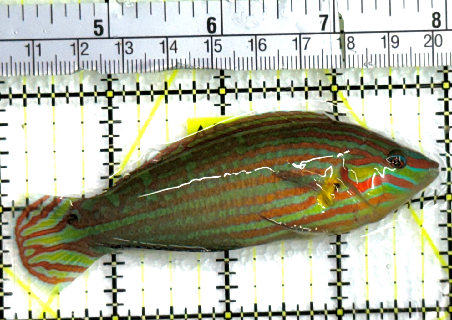 Melanurus Wrasse MW062501 WYSIWYG Size: XL 3.75" approx
