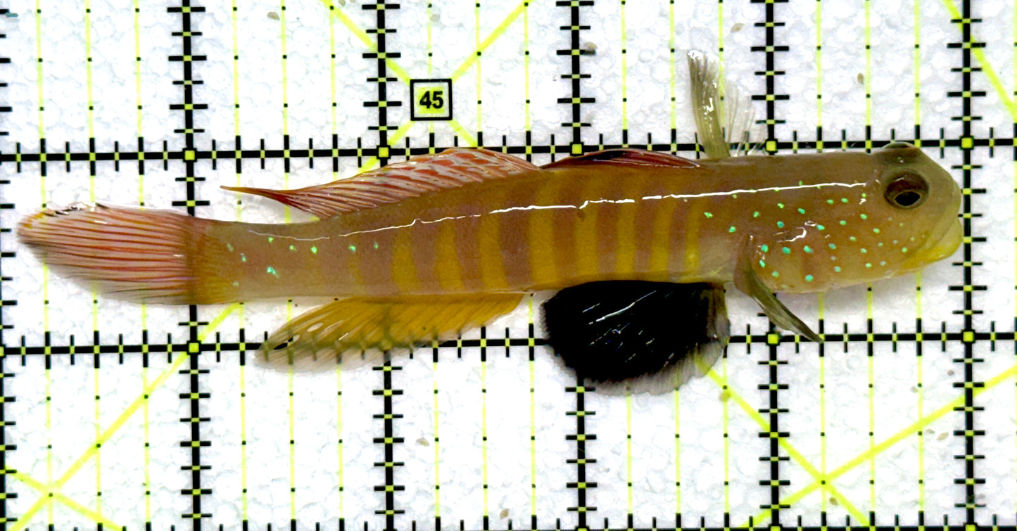 Bluespotted Watchman Goby BWG072302 WYSIWYG Size: L 5"