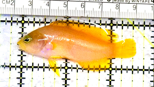Golden Dottyback GD070602 WYSIWYG Size:M 2.5" approx