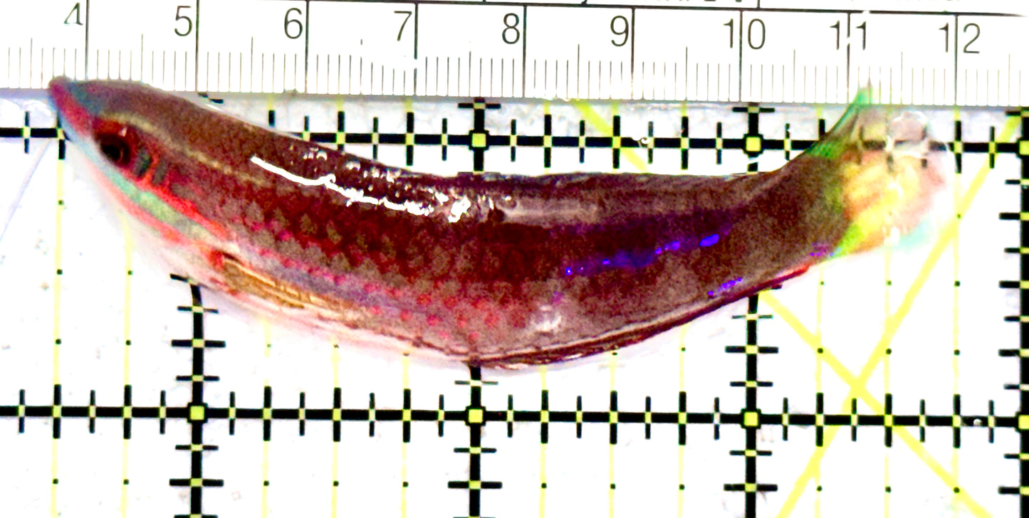 Ornate Wrasse OW070601 WYSIWYG Size: SHOW 3.25" approx