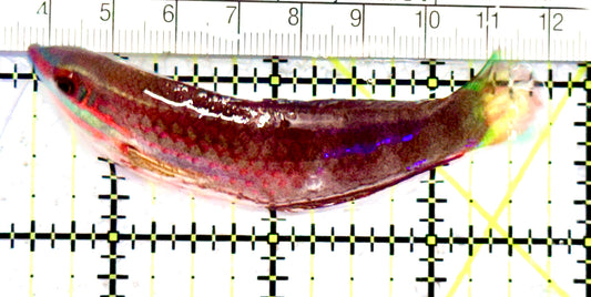 Ornate Wrasse OW070601 WYSIWYG Size: SHOW 3.25" approx