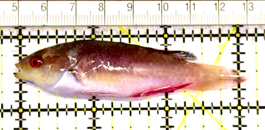 Scott's Fairy Wrasse  SFW070602 WYSIWYG Size: ML 3" approx