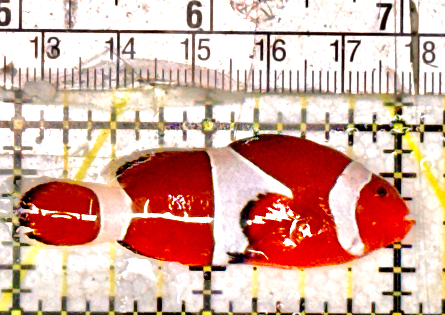 Ocellaris Clownfish OC051801 WYSIWYG Size: M 2" approx