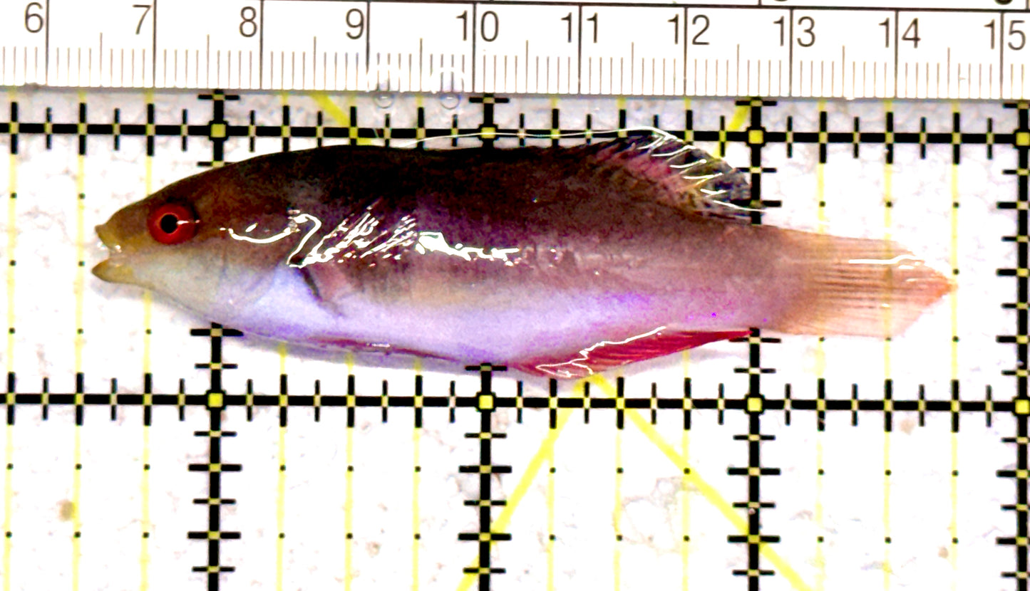 Scott's Fairy Wrasse  SFW070603 WYSIWYG Size: ML 3.25" approx