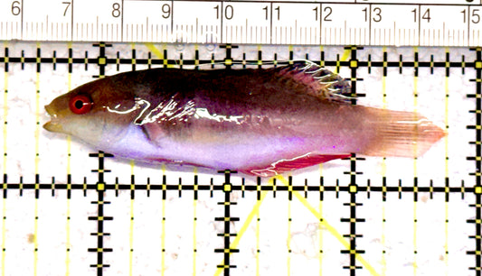Scott's Fairy Wrasse  SFW070603 WYSIWYG Size: ML 3.25" approx