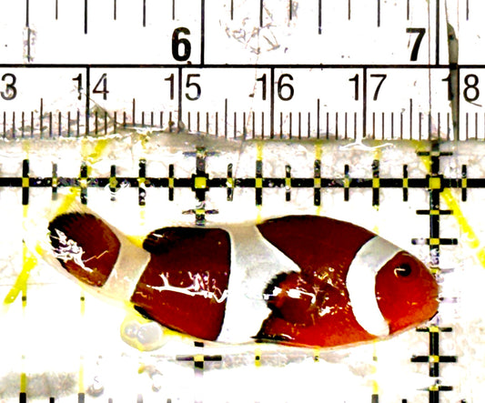 Ocellaris Clownfish OC051802 WYSIWYG Size: M 1.75" approx