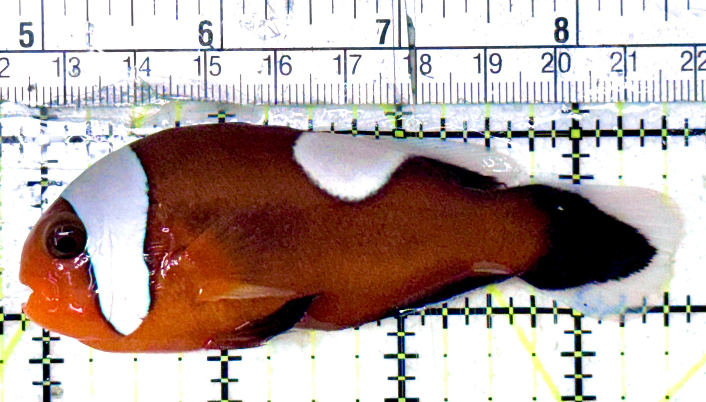 Red Saddleback Clownfish RSC051801 WYSIWYG Size: XL 3.75" approx