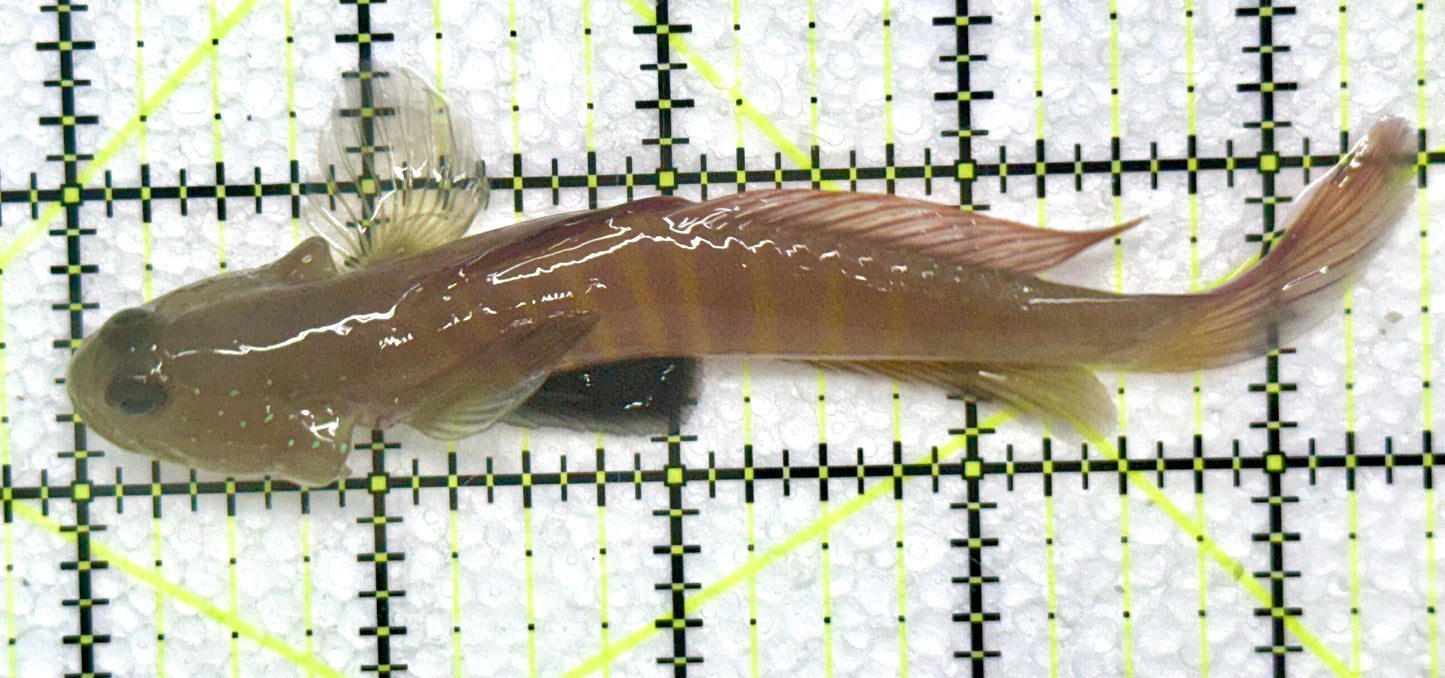 Bluespotted Watchman Goby BWG072303 WYSIWYG Size: L 4.75"