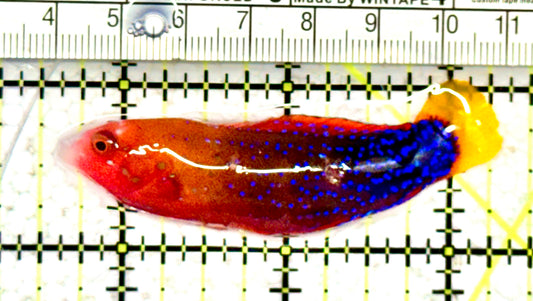African Red Clown Coris Wrasse Adult ARCCWA070601 WYSIWYG Size: S 2.75" approx
