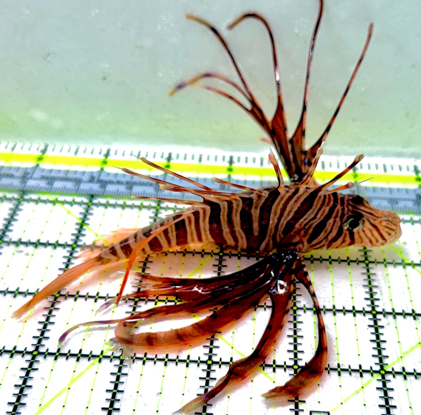 Dwarf Zebra Lionfish DZL051801 WYSIWYG Size: XL 5"approx
