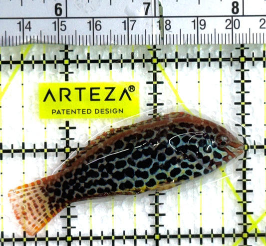 Meleagris Leopard Wrasse MLW062502 WYSIWYG Size: L 2.75"