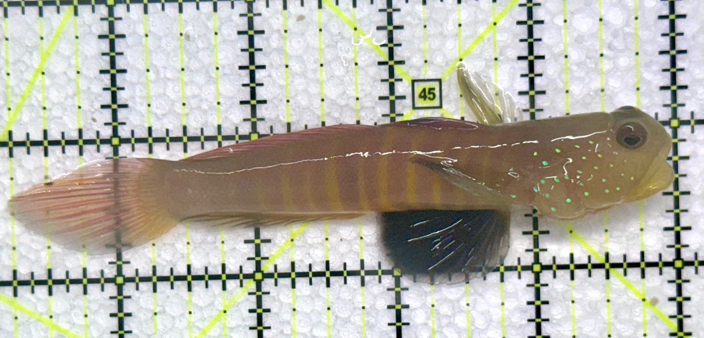 Bluespotted Watchman Goby BWG072303 WYSIWYG Size: L 4.75"