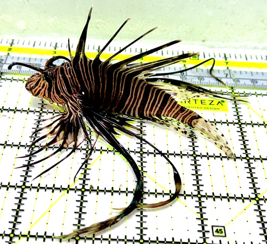 Black Volitan Lionfish BVL051801 WYSIWYG Size: ML 4.5"approx