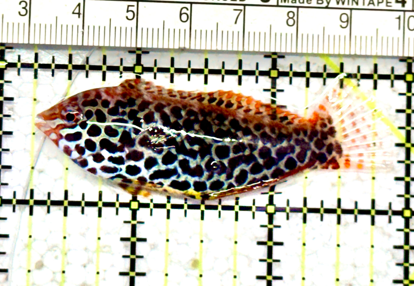 Meleagris Leopard Wrasse MLW070603 WYSIWYG Size: L 2.75" approx