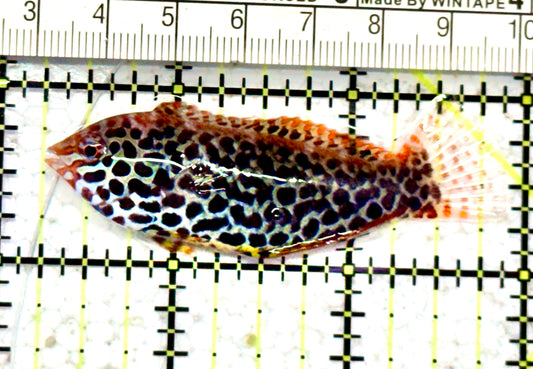 Meleagris Leopard Wrasse MLW070603 WYSIWYG Size: L 2.75" approx