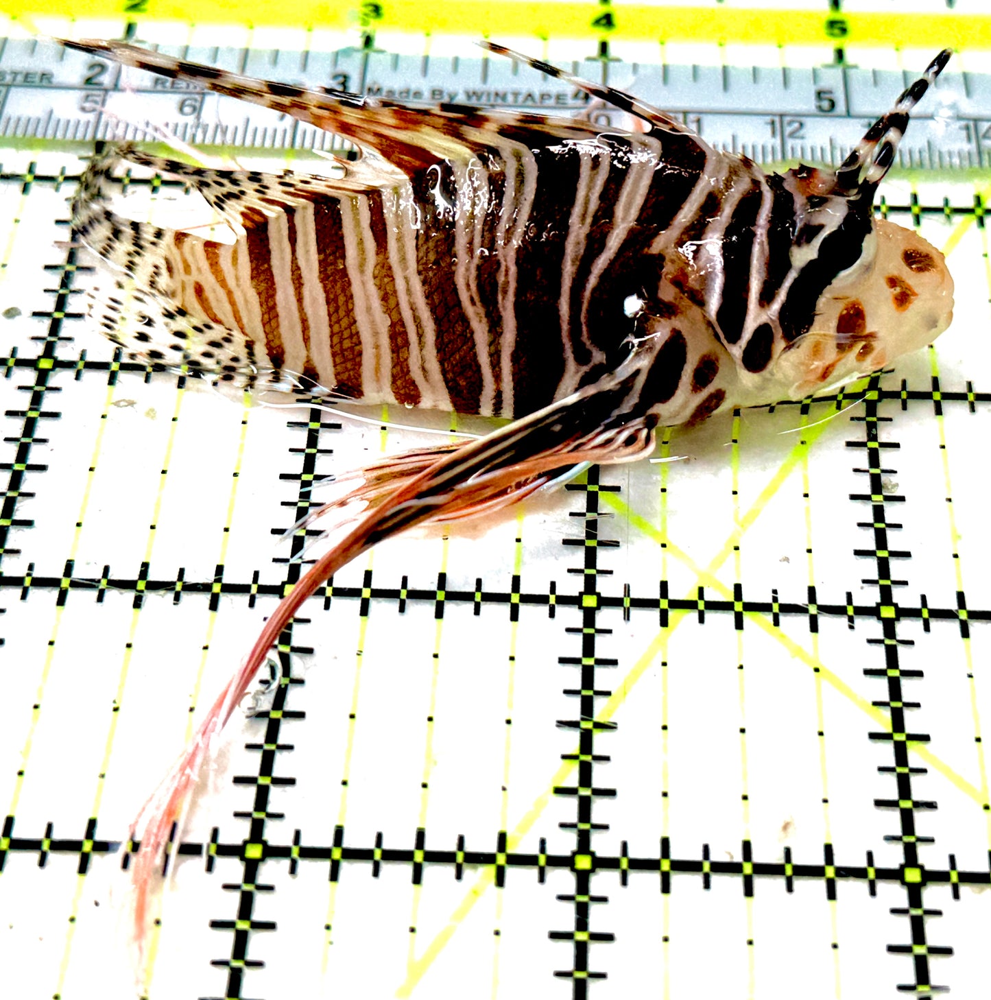 Dwarf Zebra Lionfish DZL051802 WYSIWYG Size: L 3.75"approx